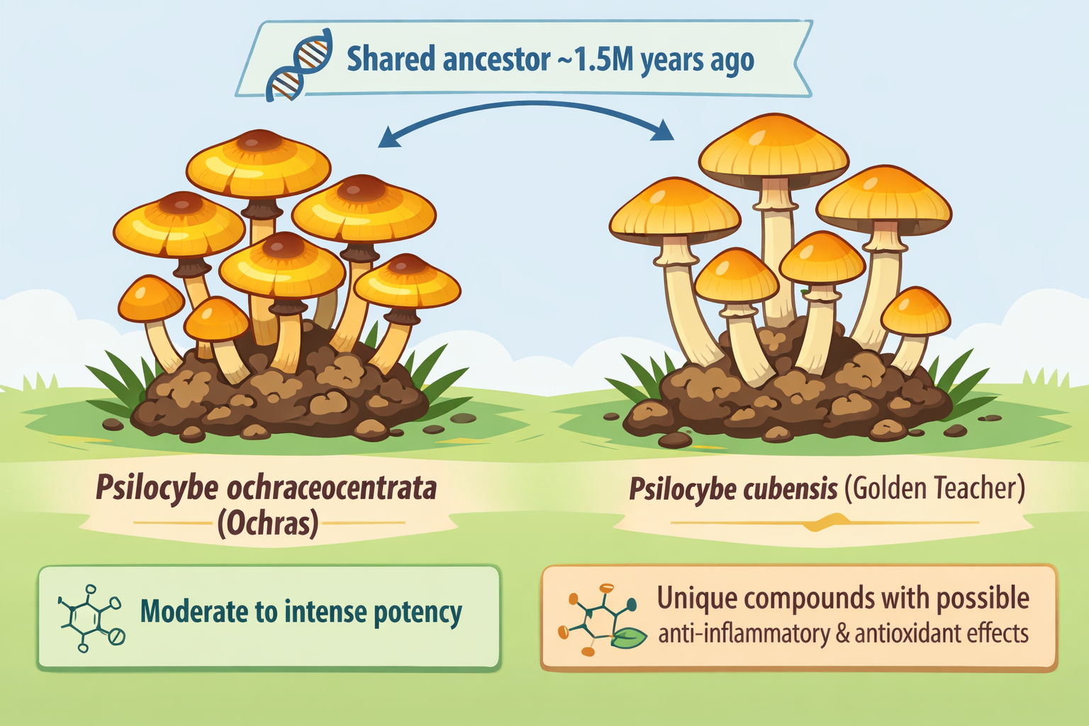 Flat vector side-by-side comparison illustration of Psilocybe ochraceocentrata and Psilocybe cubensis (Golden Teacher), showing their shared ancestor 1.5 million years ago, potency differences, and unique anti-inflammatory compound profile.