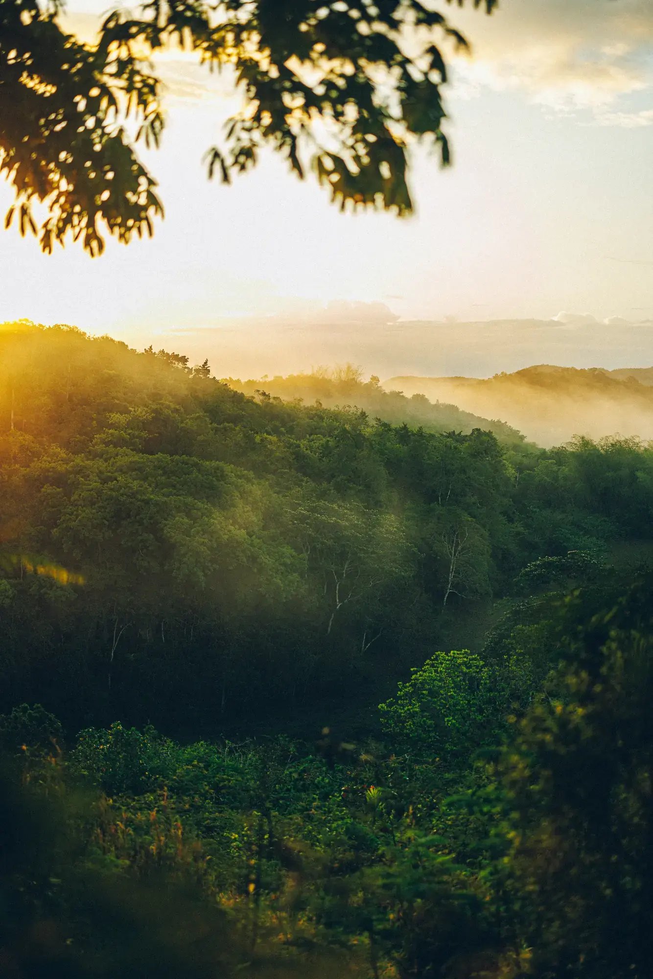 Morning light over forested hills in Jamaica.