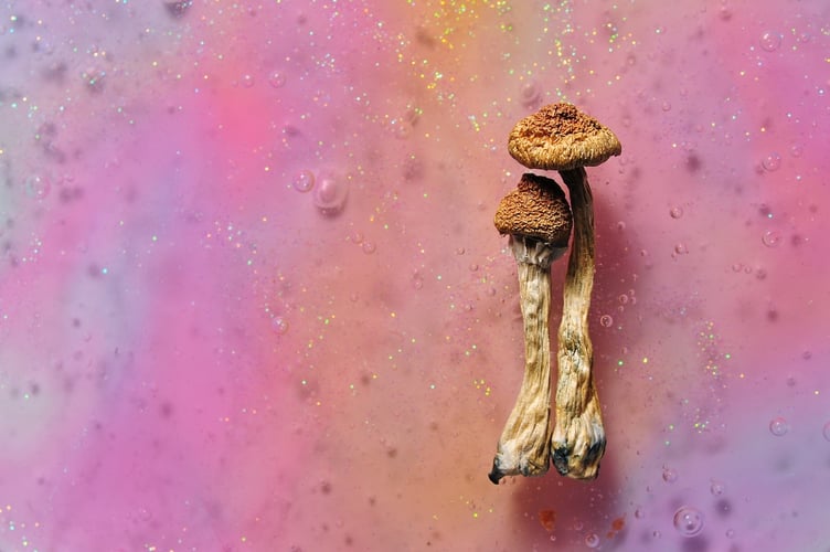 A new frontier in psychedelic TBI treatment