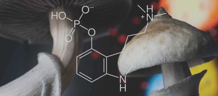 Understanding Newly Legalized Psilocybin Means Looking Ahead