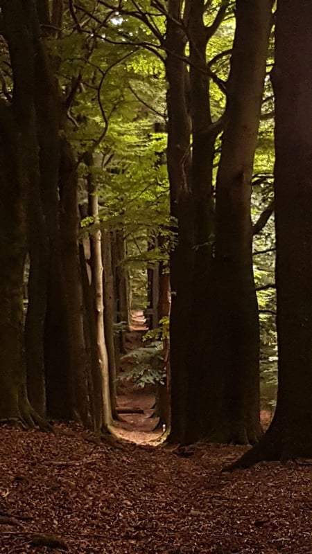 Light in the forest