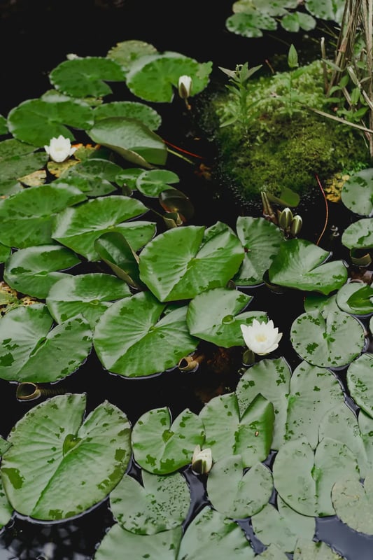 Lily pads on the pond