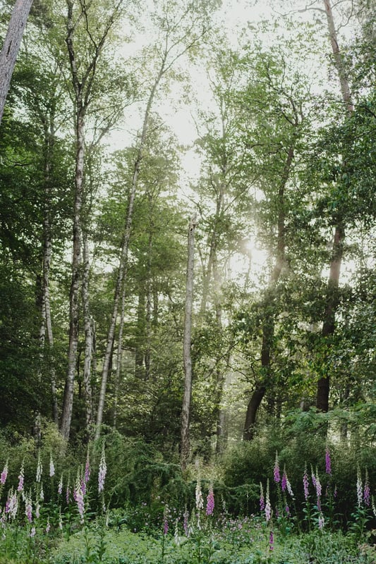 The woods