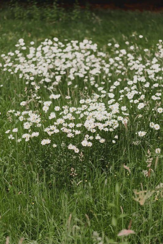 Daisies in the meadow