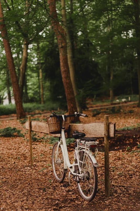 A bicycle at the edge of the woods