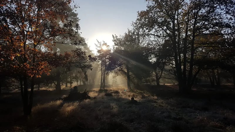 Autumn light through the trees