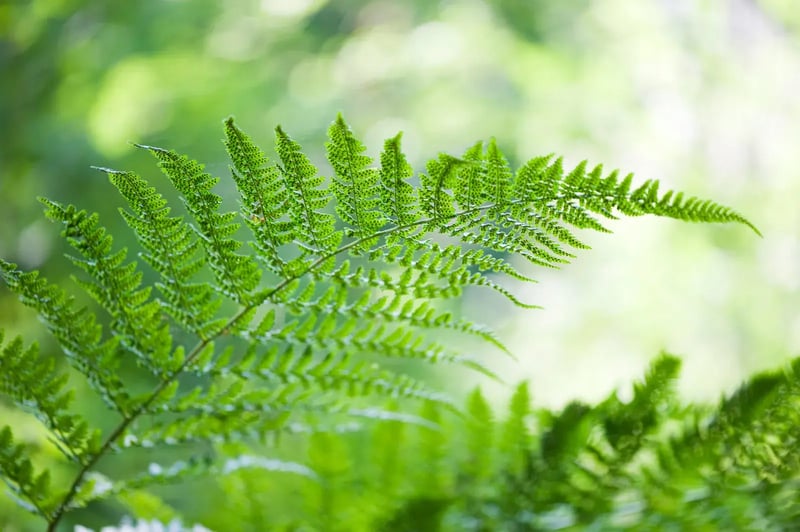 Ferns
