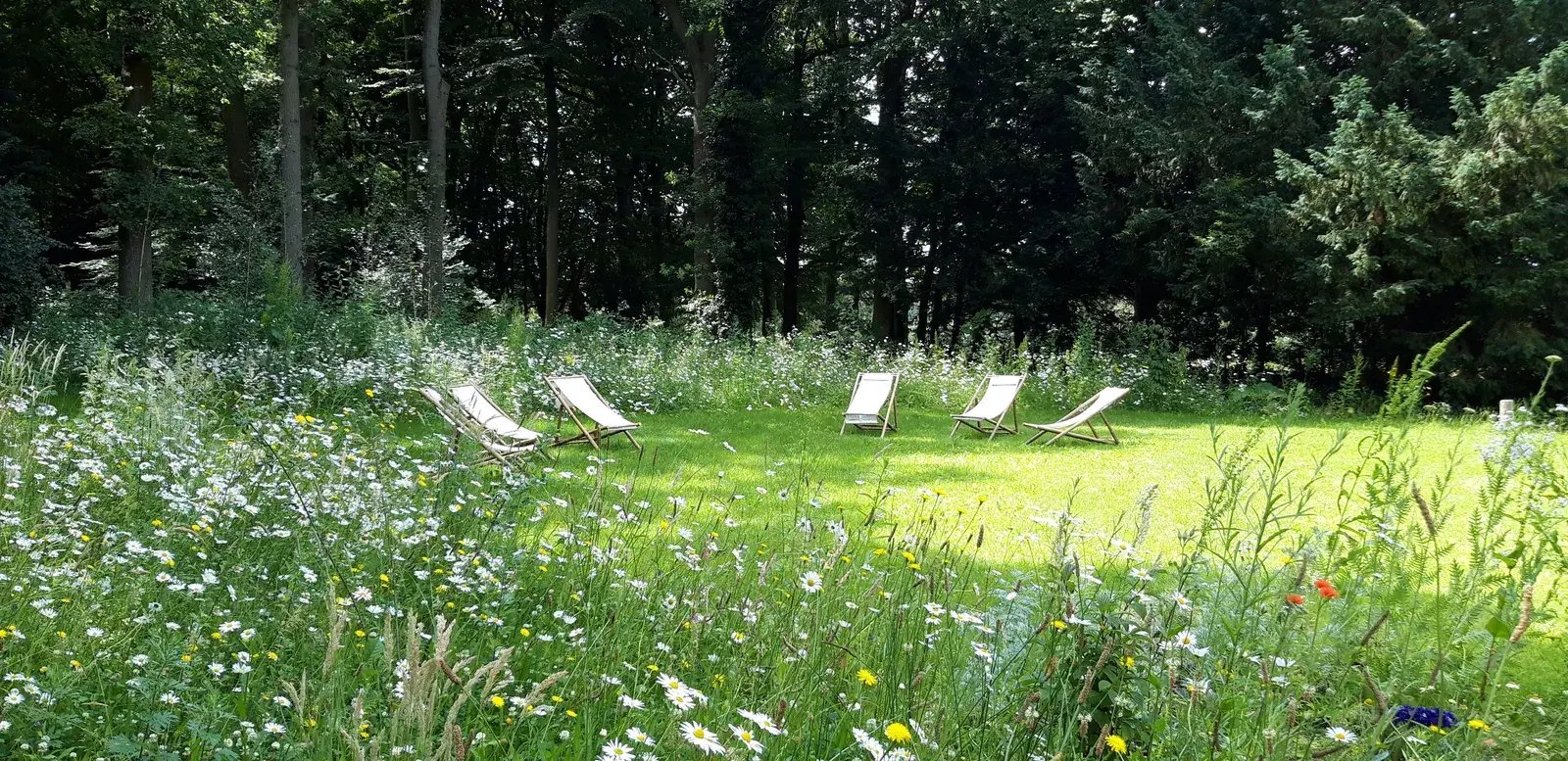 The meadow