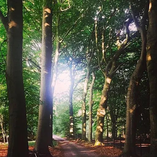 Sun through the trees