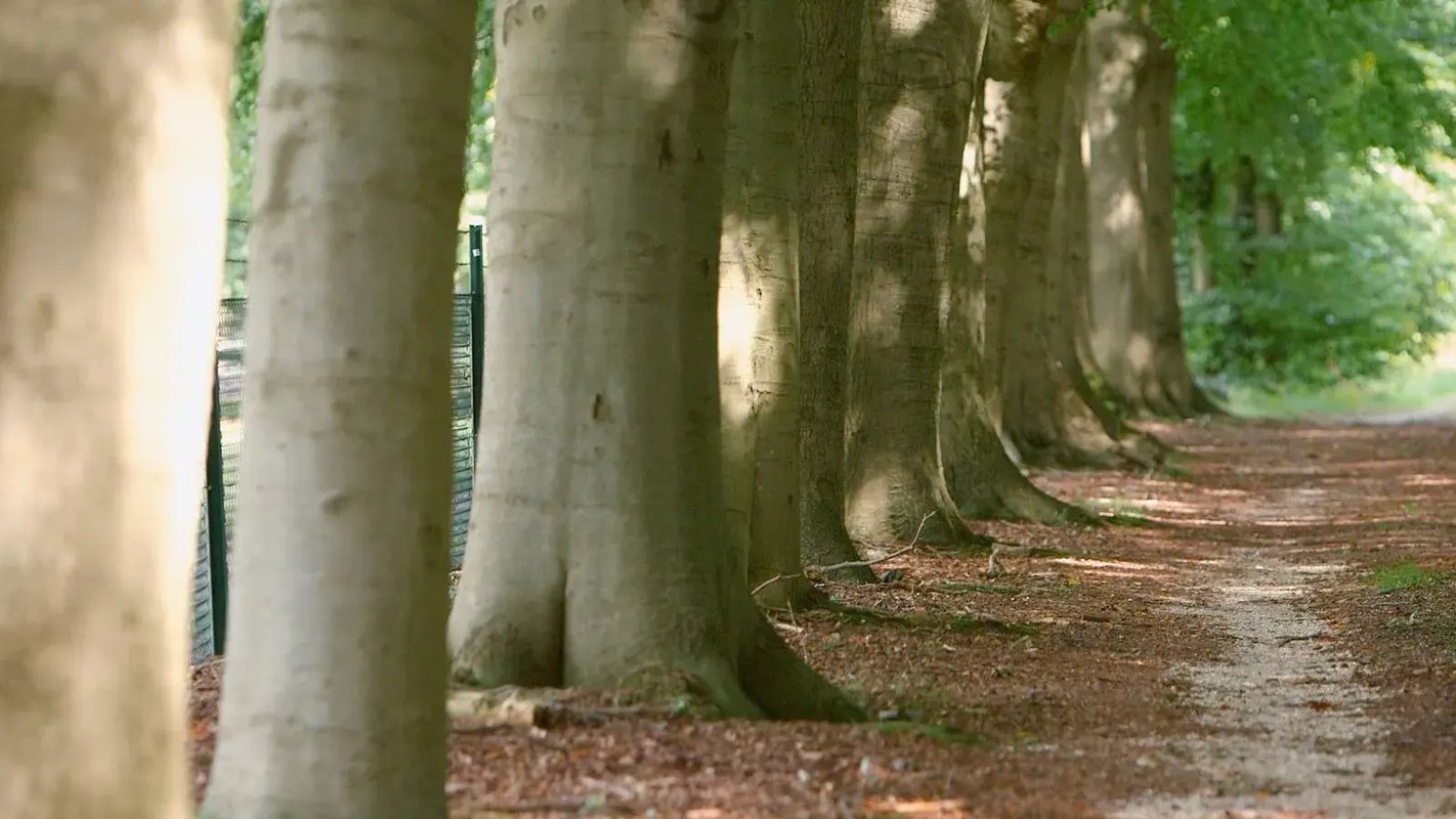 The beech avenue