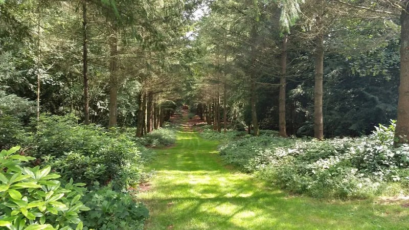 The woods behind the estate