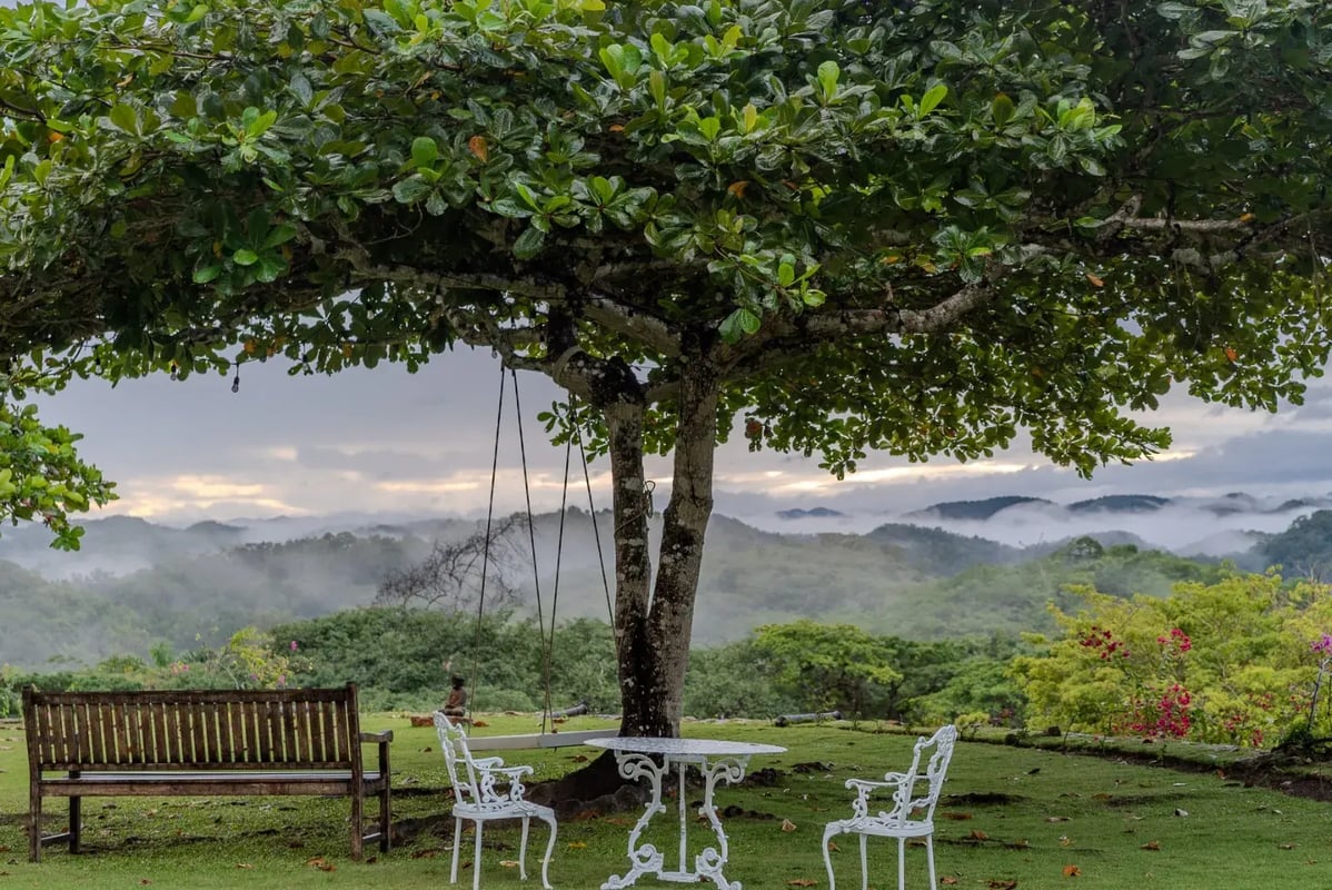 The bench under the trees, first light on the lawn