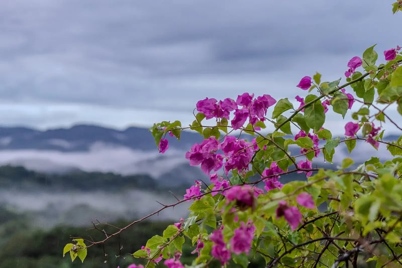 Bougainvillea and the valley beyond