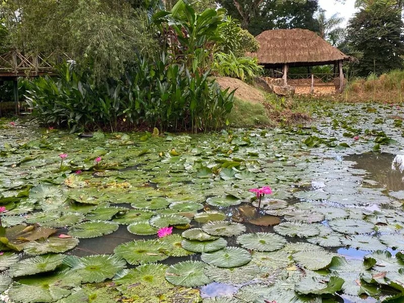 The lily pond