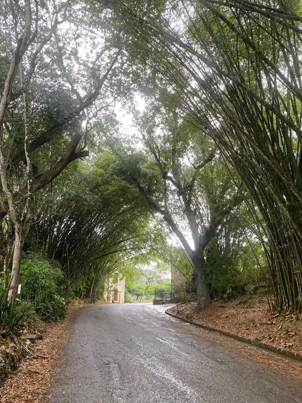 The road in
