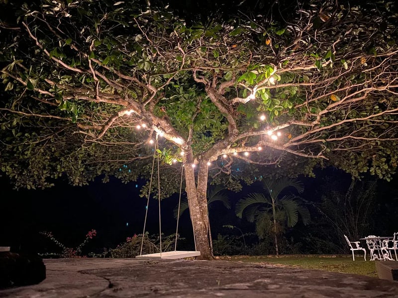 The old tree, lit for the evening