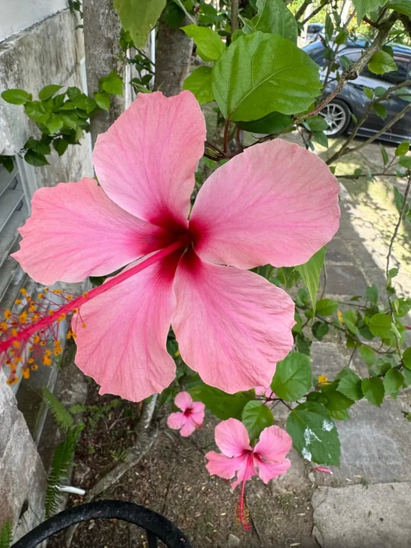 Hibiscus by the path