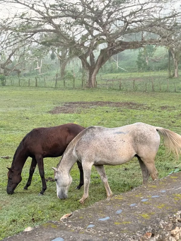 Horses under the tree