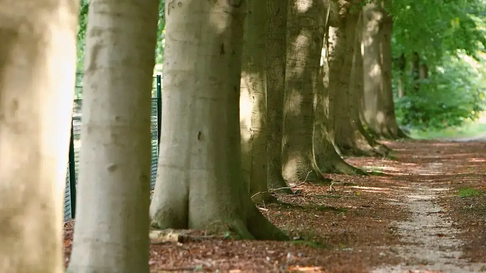 The beech avenue at De Hoorneboeg, the Netherlands