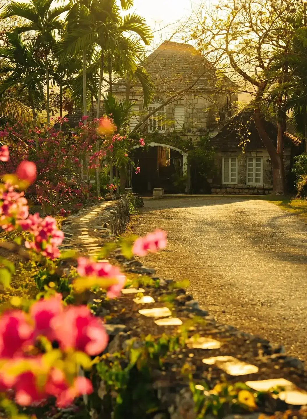 The drive up to the great house at Good Hope, Trelawny, lined with bougainvillea