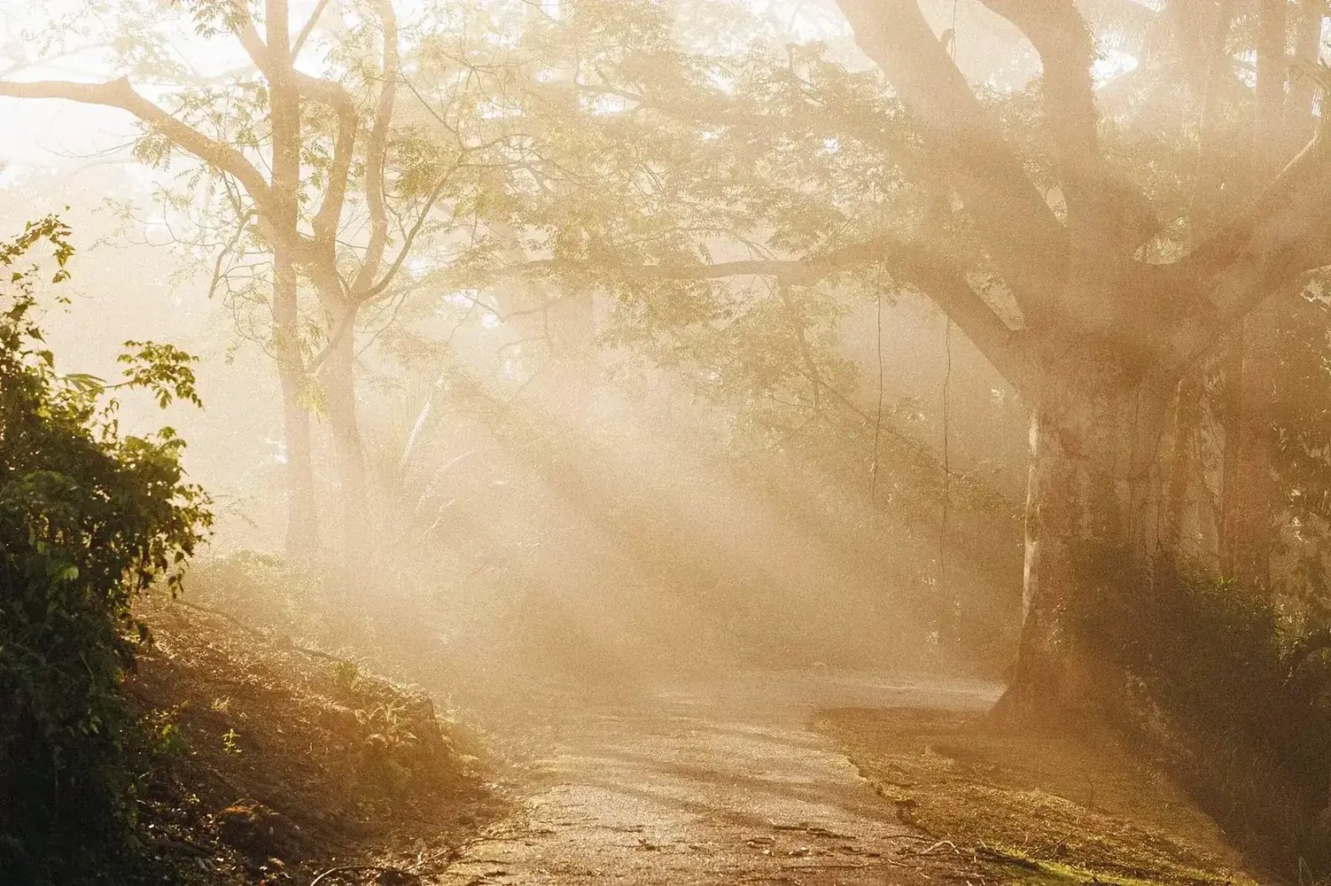 Morning light through the trees at Good Hope