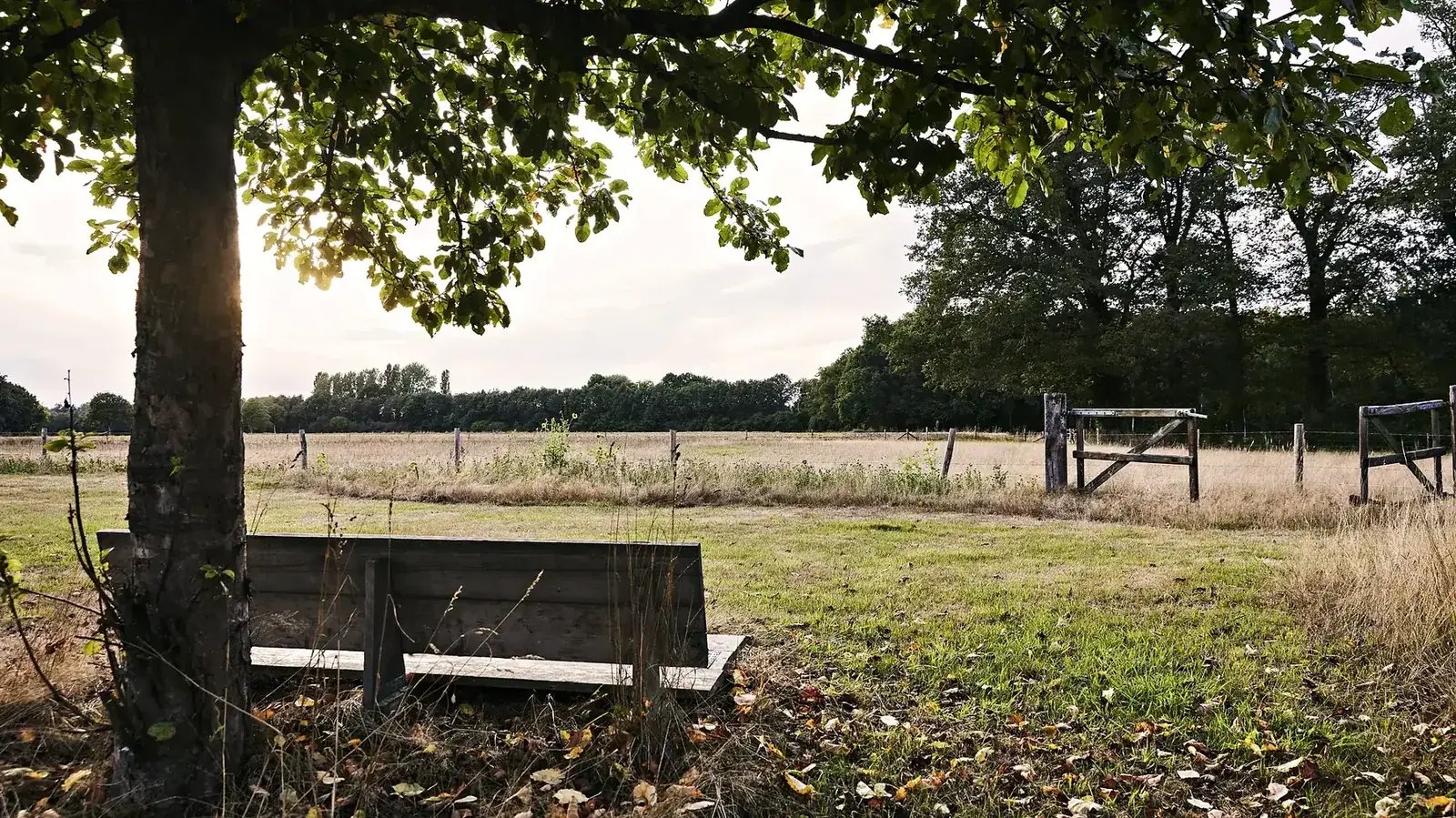 Evening light over the meadows at The Place To Be, the Netherlands