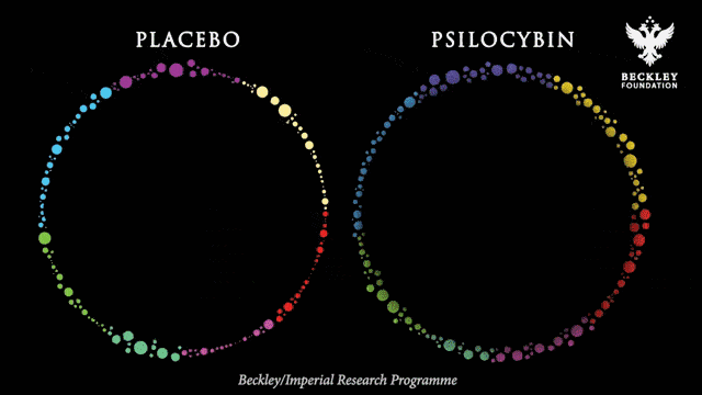 Brain connectivity on psilocybin