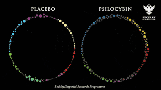 Brain connectivity visualization: placebo versus psilocybin. Beckley/Imperial Research Programme.