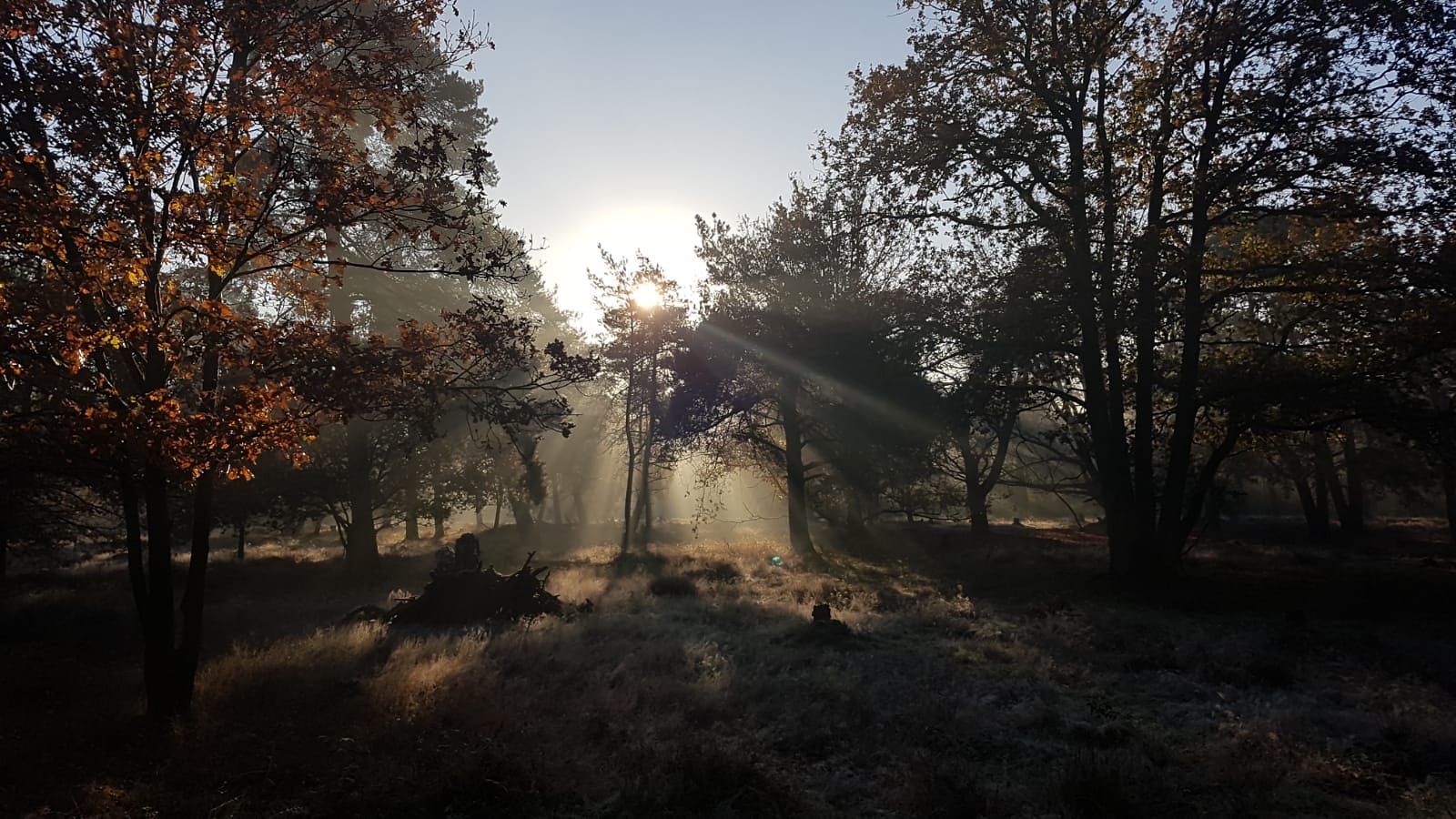 Evening light on the heath at De Hoorneboeg, the Netherlands