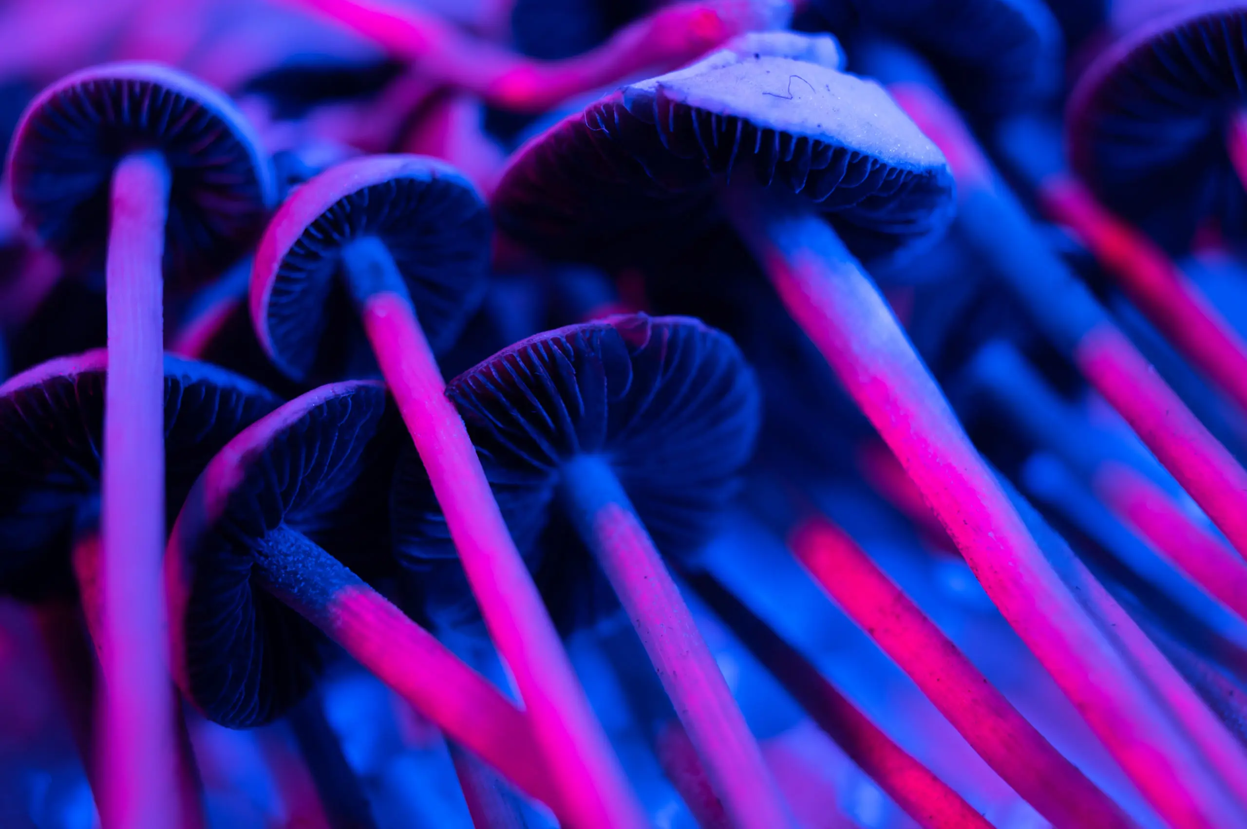 magic psilocybin mushrooms