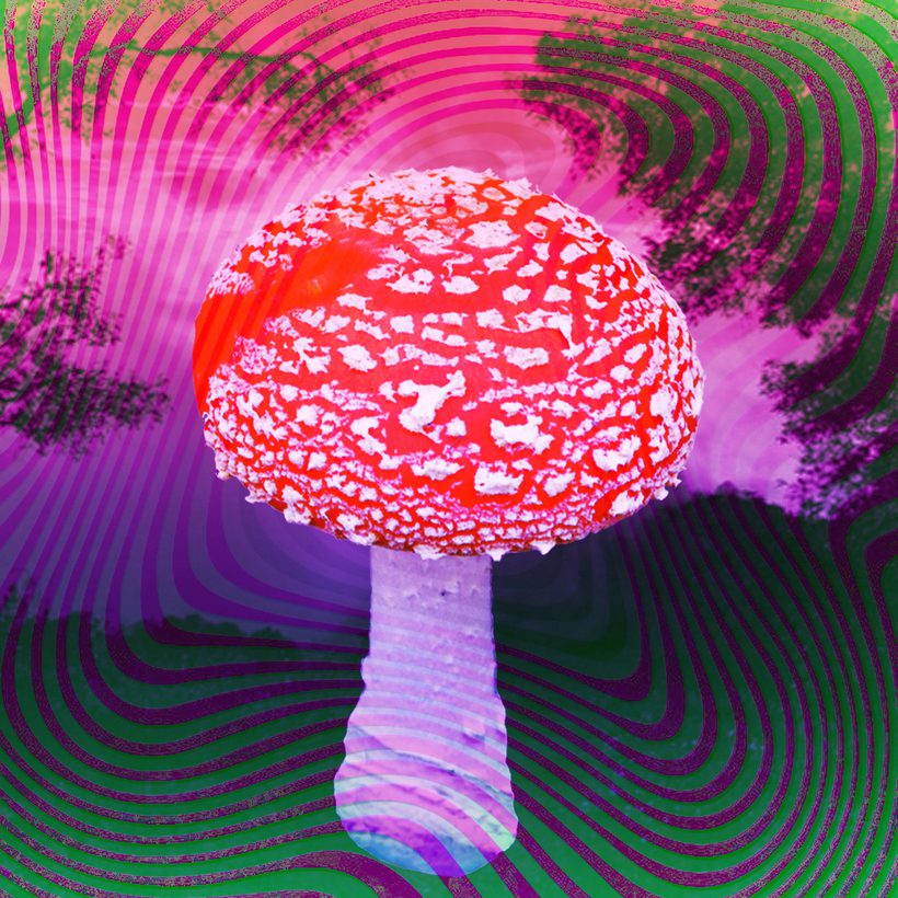 Amanita Muscaria