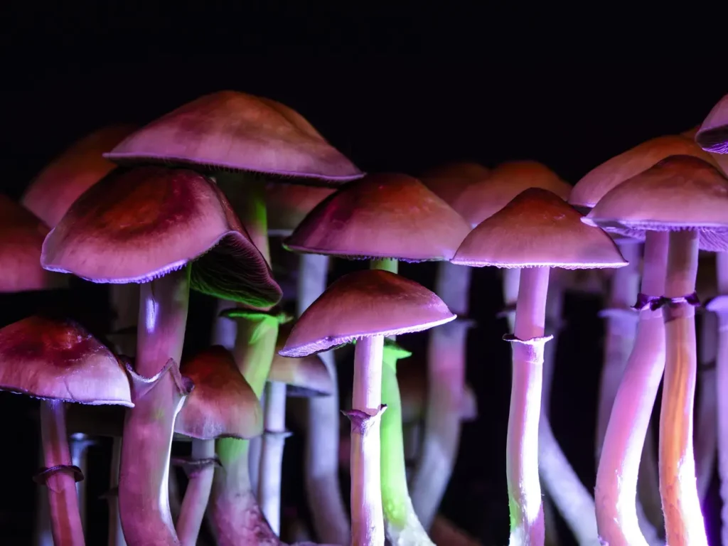 Psilocybin Mushrooms