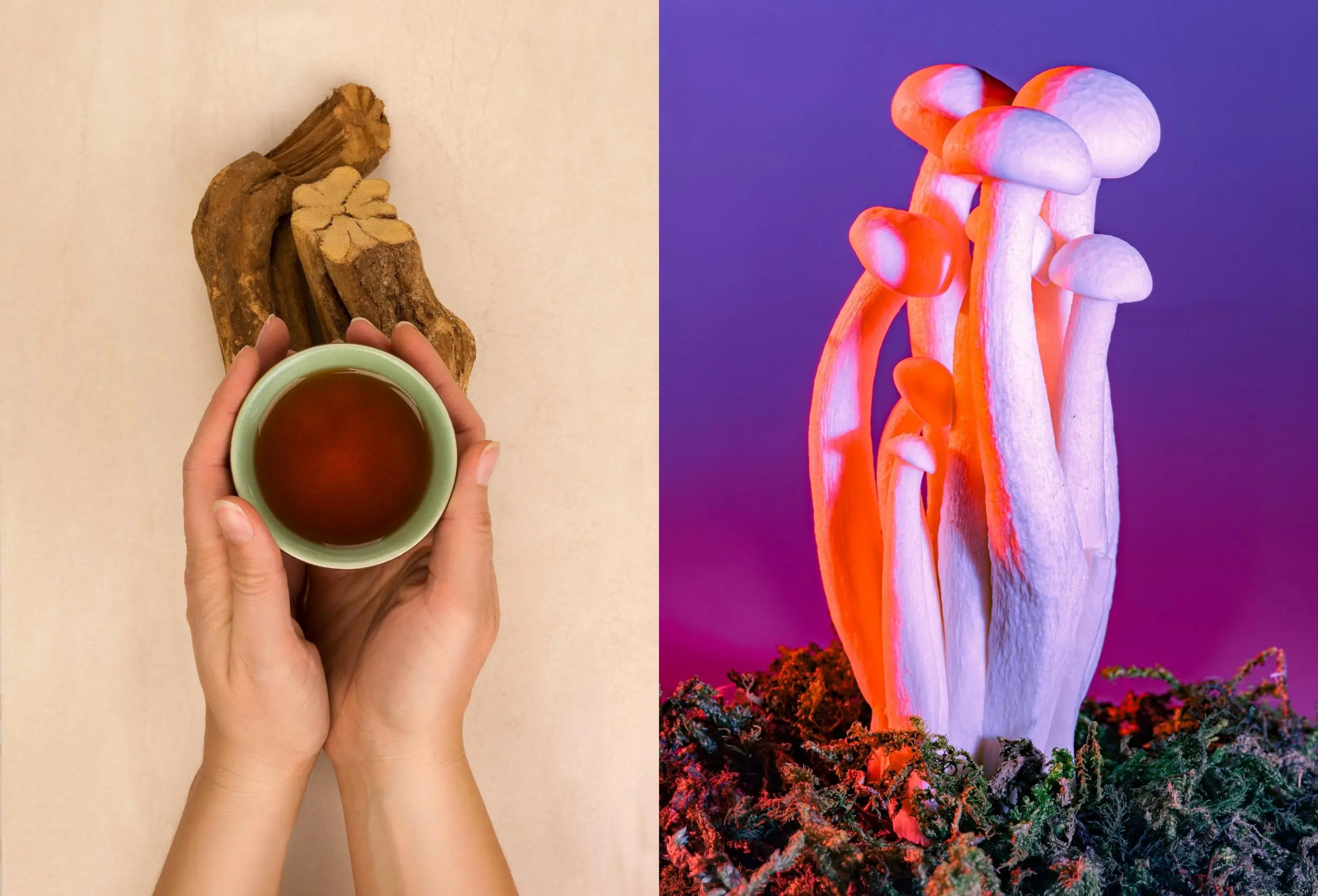 Ayahuasca vs. Psilocybin Retreats: What’s the Difference?