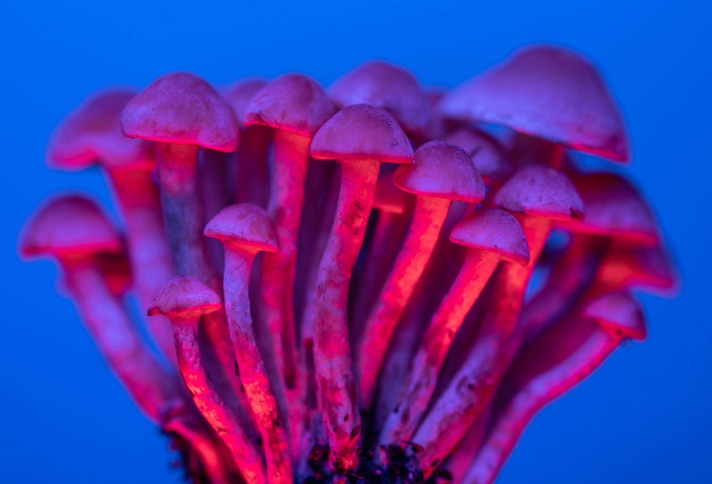 Psilocybin for Cognitive Function