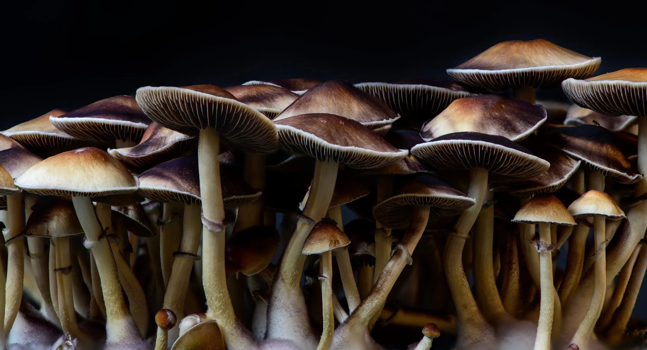 Psychedelic Truffles vs. Mushrooms