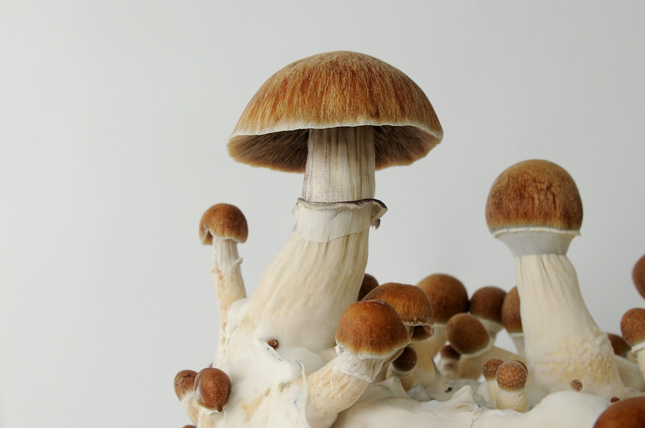 Natural raw Psilocybe Cubensis mushrooms - mushrooms vs dmt