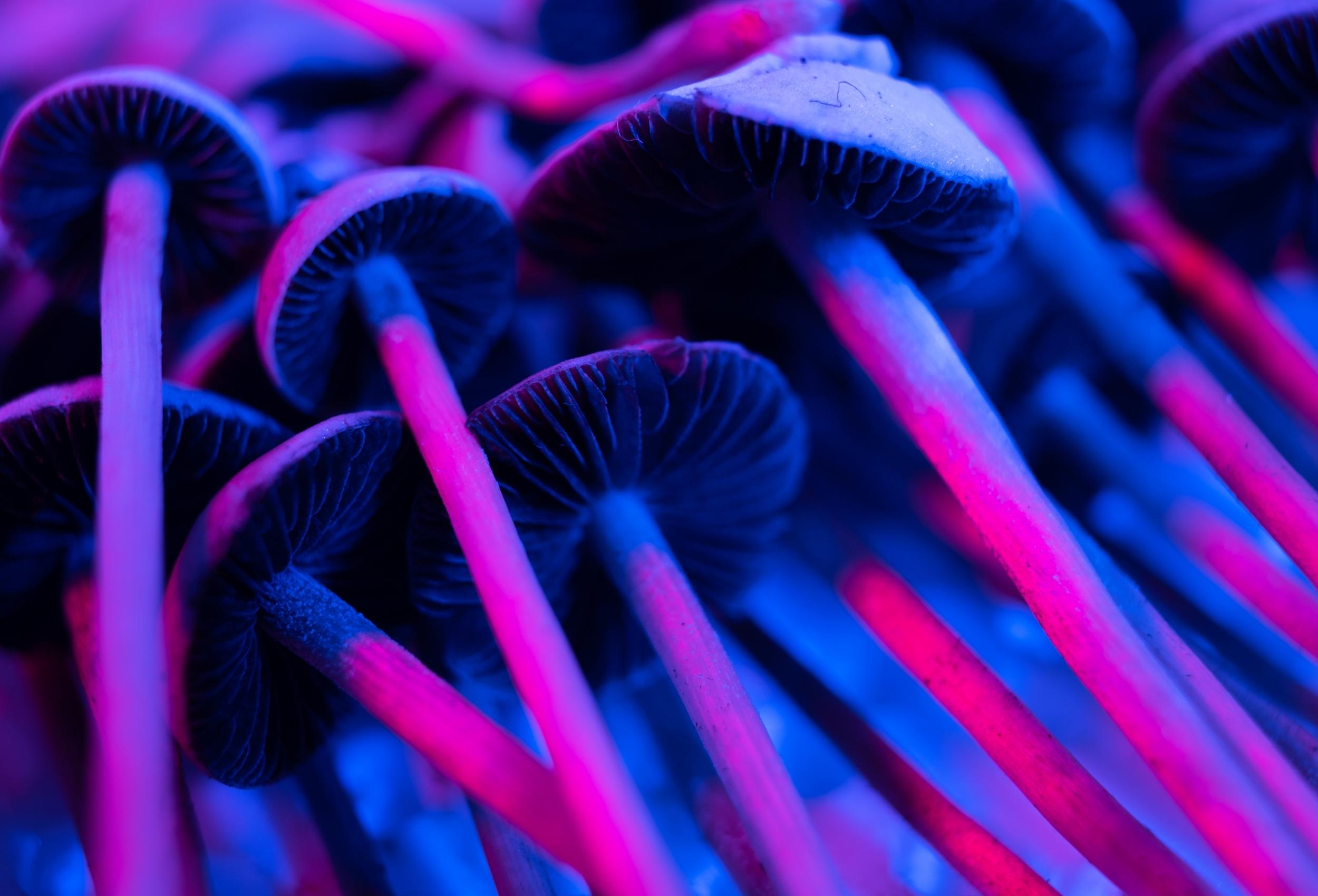 What’s a Psilocybin Retreat and Why Might You Want to Join One?